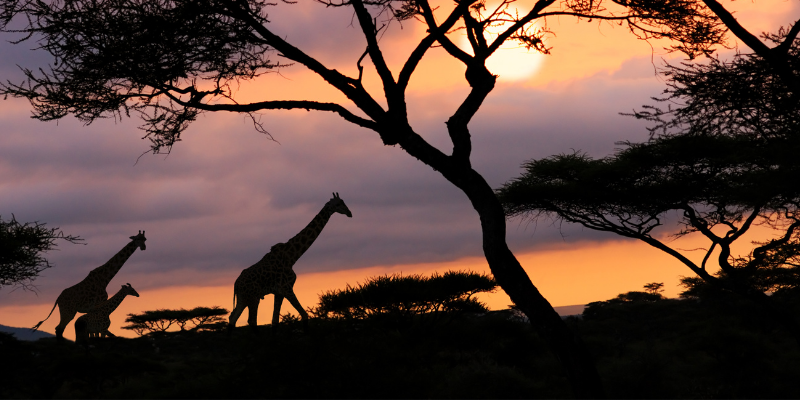 Safari-Experte:in